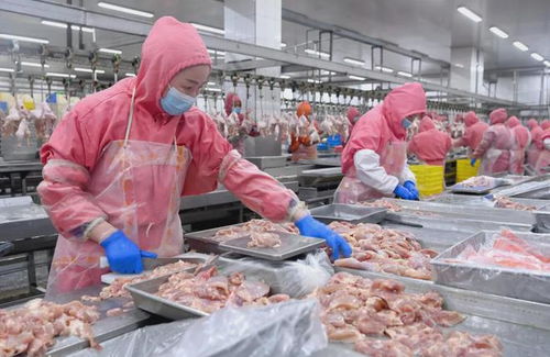 禽肉進口量顯著下降，下半年國內市場價格預期向好
